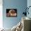 Lhasa Apso with Framed Pictures of Other Lhasa Apsos-Adriano Bacchella-Photographic Print displayed on a wall