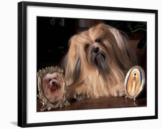 Lhasa Apso with Framed Pictures of Other Lhasa Apsos-Adriano Bacchella-Framed Photographic Print