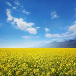 Field of Rapeseed Against Sky-Li Ding-Photographic Print