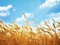Wheat Field Against Blue Sky-Li Ding-Photographic Print