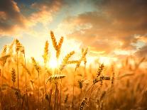 Wheat Field Against Blue Sky-Li Ding-Photographic Print