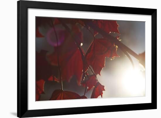 Liam's Oak-Andreas Stridsberg-Framed Giclee Print