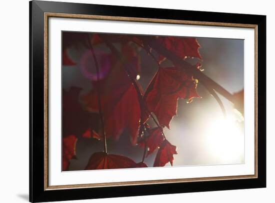 Liam's Oak-Andreas Stridsberg-Framed Giclee Print