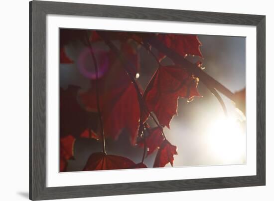 Liam's Oak-Andreas Stridsberg-Framed Giclee Print