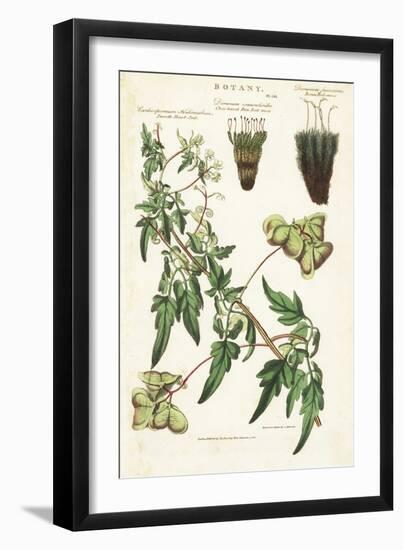 Liane Heart of India or Peas De Coeur Et Deux Variete De Mousses - Balloon Plant or Smooth Heart-Se-Sydenham Teast Edwards-Framed Giclee Print