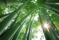 Bamboo and Water Lily Reflected in a Serenity Pool-Liang Zhang-Photographic Print