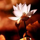 Lotus Flower Blossom-Liang Zhang-Photographic Print