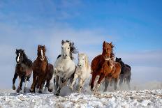Mongolia Horses-Libby Zhang-Framed Photographic Print