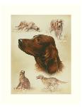 Rottweiler-Libero Patrignani-Framed Art Print