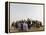 Libyan Camel Riders Holding Flags of Arab Countries Gather to Perform at Sirte Airport-null-Framed Premier Image Canvas