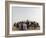 Libyan Camel Riders Holding Flags of Arab Countries Gather to Perform at Sirte Airport-null-Framed Photographic Print