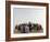 Libyan Camel Riders Holding Flags of Arab Countries Gather to Perform at Sirte Airport-null-Framed Photographic Print