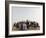 Libyan Camel Riders Holding Flags of Arab Countries Gather to Perform at Sirte Airport-null-Framed Photographic Print