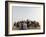 Libyan Camel Riders Holding Flags of Arab Countries Gather to Perform at Sirte Airport-null-Framed Photographic Print