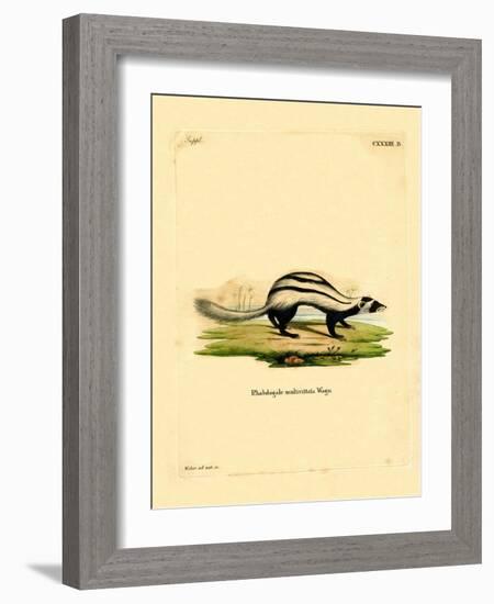 Libyan Striped Weasel-null-Framed Giclee Print
