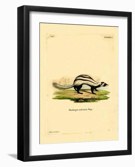 Libyan Striped Weasel-null-Framed Giclee Print