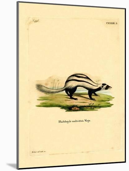 Libyan Striped Weasel-null-Mounted Giclee Print