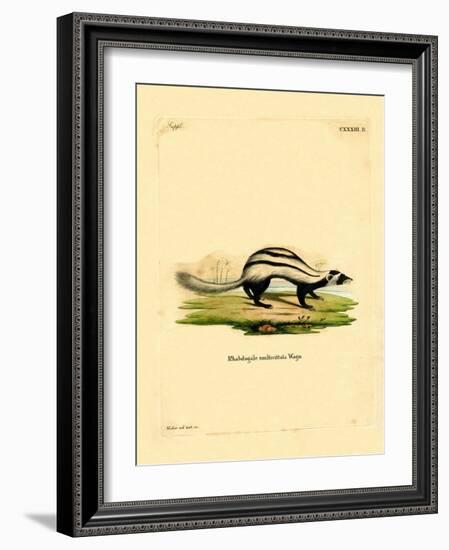 Libyan Striped Weasel-null-Framed Giclee Print