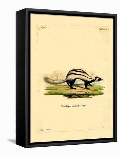 Libyan Striped Weasel-null-Framed Premier Image Canvas