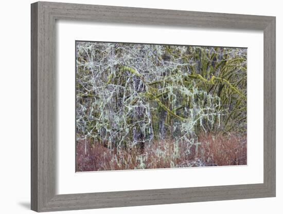 Lichen and Moss-Don Paulson-Framed Giclee Print