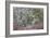 Lichen and Moss-Don Paulson-Framed Giclee Print