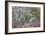 Lichen and Moss-Don Paulson-Framed Giclee Print