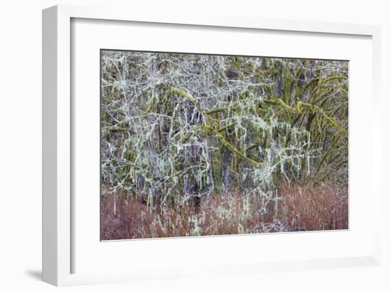 Lichen and Moss-Don Paulson-Framed Giclee Print