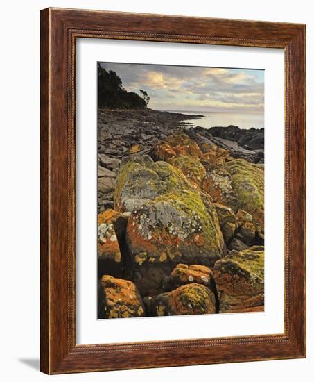Lichen Covered Rocks, Shore at Greens Beach, Tasmania, Australia, Pacific-Jochen Schlenker-Framed Photographic Print
