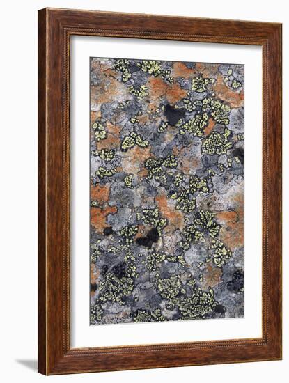 Lichen Fungi-Staffan Widstrand-Framed Giclee Print