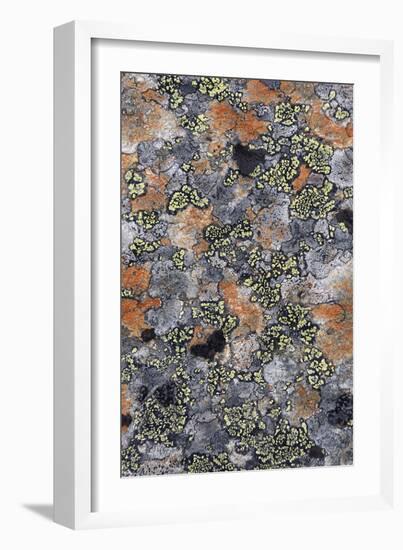 Lichen Fungi-Staffan Widstrand-Framed Giclee Print