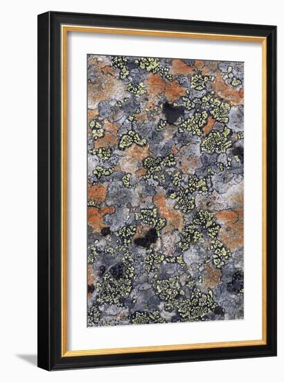 Lichen Fungi-Staffan Widstrand-Framed Giclee Print