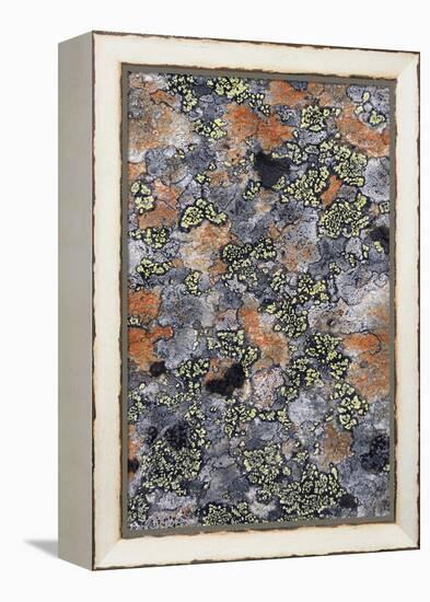 Lichen Fungi-Staffan Widstrand-Framed Stretched Canvas