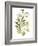 Lichen & Leaves II-June Vess-Framed Art Print