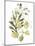 Lichen & Leaves II-June Vess-Mounted Art Print