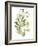 Lichen & Leaves II-June Vess-Framed Art Print