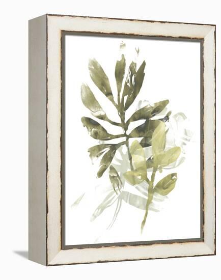 Lichen & Leaves III-June Vess-Framed Stretched Canvas