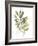 Lichen & Leaves III-June Vess-Framed Art Print