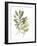 Lichen & Leaves III-June Vess-Framed Art Print