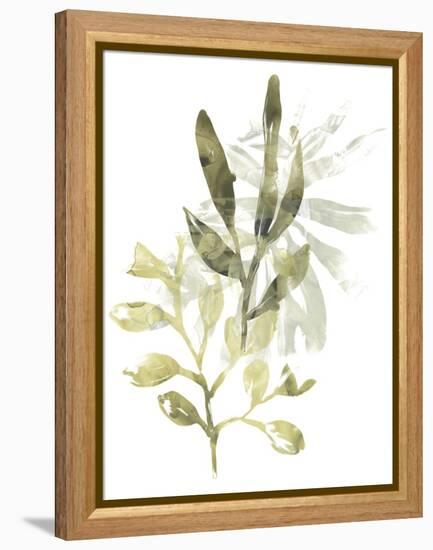 Lichen & Leaves IV-June Vess-Framed Stretched Canvas