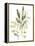 Lichen & Leaves IV-June Vess-Framed Stretched Canvas