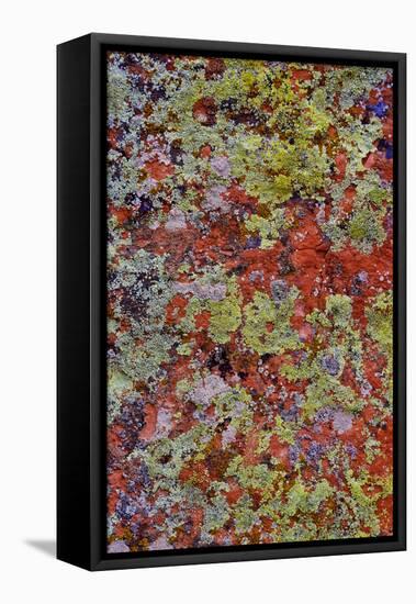 Lichen on Red Rock Formations Near Flagstaff, Arizona-Jaynes Gallery-Framed Premier Image Canvas