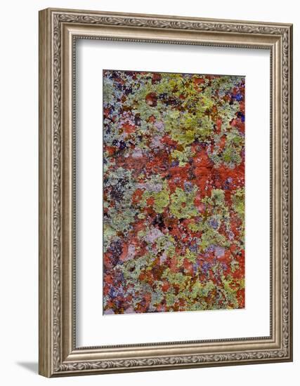 Lichen on Red Rock Formations Near Flagstaff, Arizona-Jaynes Gallery-Framed Photographic Print