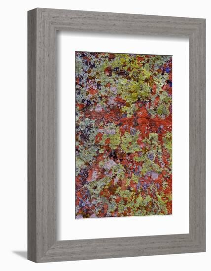 Lichen on Red Rock Formations Near Flagstaff, Arizona-Jaynes Gallery-Framed Photographic Print