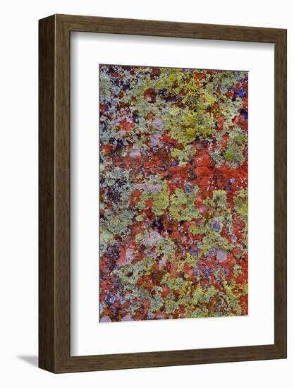 Lichen on Red Rock Formations Near Flagstaff, Arizona-Jaynes Gallery-Framed Photographic Print