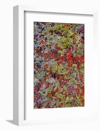 Lichen on Red Rock Formations Near Flagstaff, Arizona-Jaynes Gallery-Framed Photographic Print