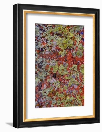 Lichen on Red Rock Formations Near Flagstaff, Arizona-Jaynes Gallery-Framed Photographic Print