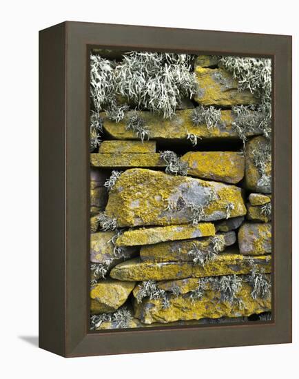 Lichen on Rocks, Broch of Mousa, Mousa Island, Shetland Island, Scotland, United Kingdom, Europe-Andrew Stewart-Framed Premier Image Canvas