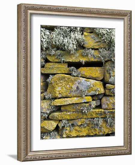 Lichen on Rocks, Broch of Mousa, Mousa Island, Shetland Island, Scotland, United Kingdom, Europe-Andrew Stewart-Framed Photographic Print