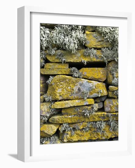 Lichen on Rocks, Broch of Mousa, Mousa Island, Shetland Island, Scotland, United Kingdom, Europe-Andrew Stewart-Framed Photographic Print