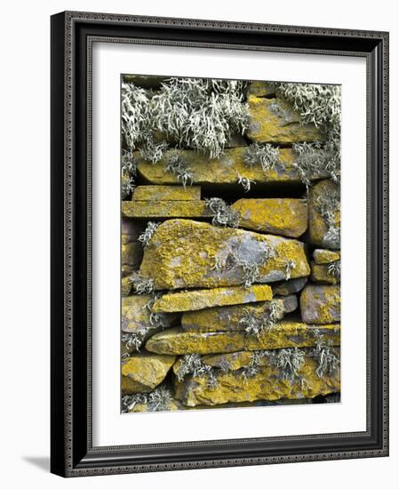 Lichen on Rocks, Broch of Mousa, Mousa Island, Shetland Island, Scotland, United Kingdom, Europe-Andrew Stewart-Framed Photographic Print